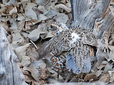 Masked Bobwhite (Colinus virginianus ridgwayi)