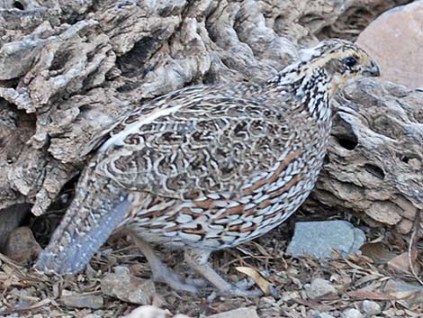 Masked Bobwhite (Colinus virginianus ridgwayi)