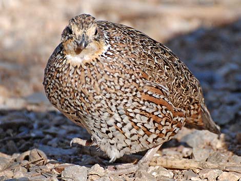 Masked Bobwhite (Colinus virginianus ridgwayi)