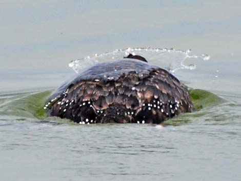 Common Loon (Gavia immer)