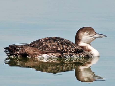 Common Loon (Gavia immer)