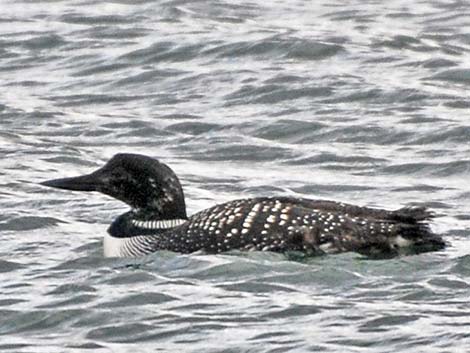 Common Loon (Gavia immer)