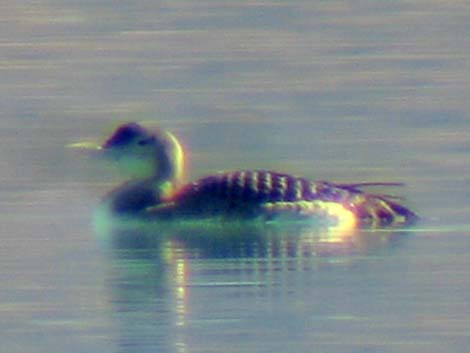 Yellow-billed Loon (Gavia adamsii)