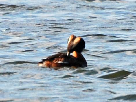 Horned Grebe (Podiceps auritus)