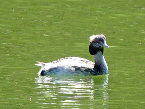 Horned Grebe (Podiceps auritus)