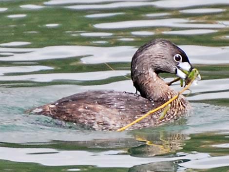 Pied-billed Grebe (Podilymbus podiceps)