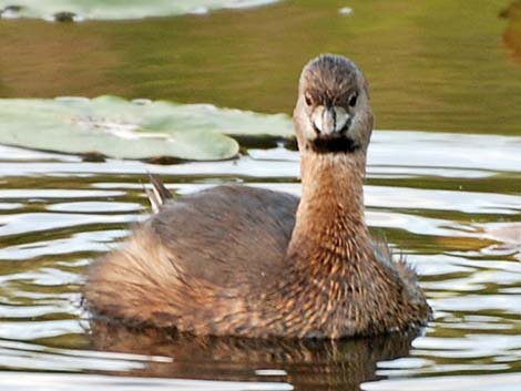 Pied-billed Grebe (Podilymbus podiceps)