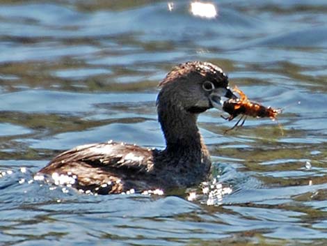 Pied-billed Grebe (Podilymbus podiceps)