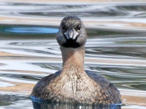 Pied-billed Grebe (Podilymbus podiceps)