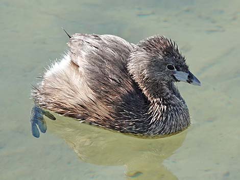 Pied-billed Grebe (Podilymbus podiceps)