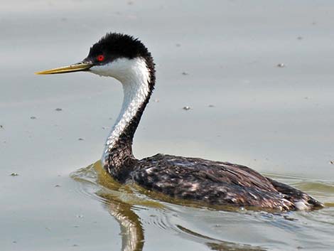 Western Grebe (Aechmophorus occidentalis)