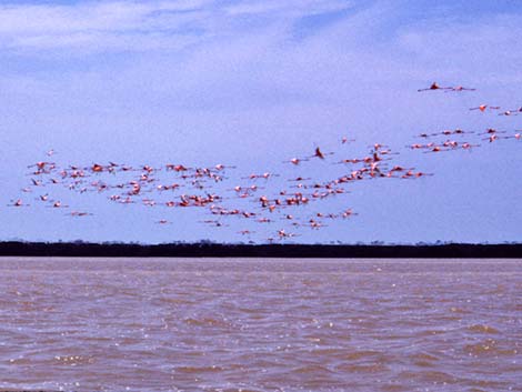 American Flamingo (Phoenicopterus ruber)