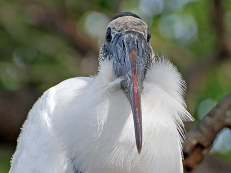 Wood Stork (Mycteria americana)