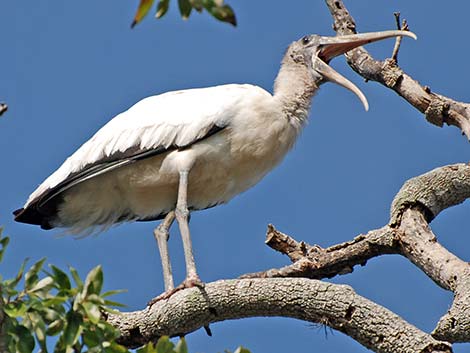 Wood Stork (Mycteria americana)