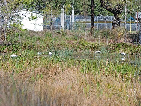 Wood Stork (Mycteria americana)