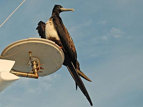 Magnificent Frigatebird (Fregata magnificens)