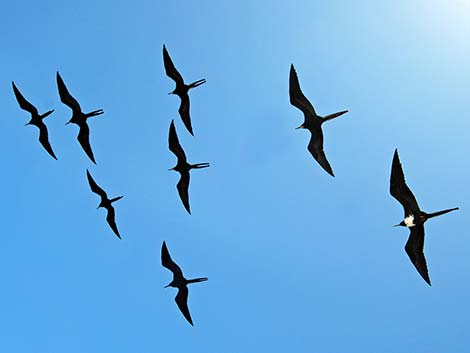 Magnificent Frigatebird (Fregata magnificens)