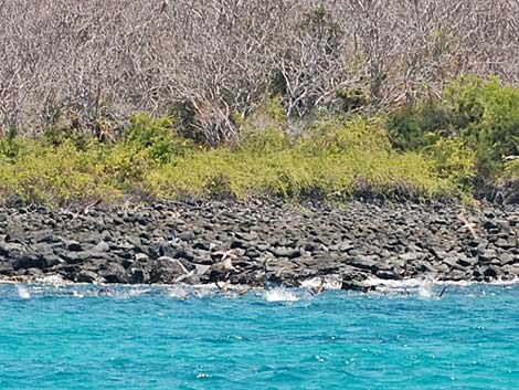 Blue-footed Booby (Sula nebouxii)