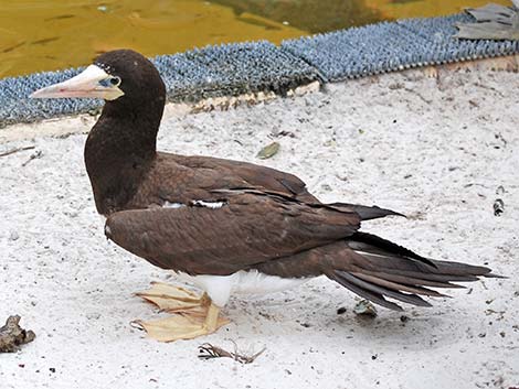 Brown Booby (Sula leucogaster)