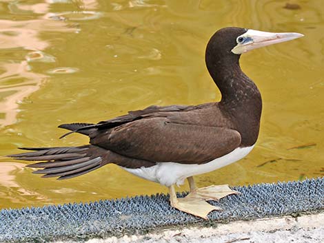 Brown Booby (Sula leucogaster)