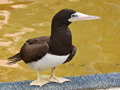 Brown Booby (Sula leucogaster)