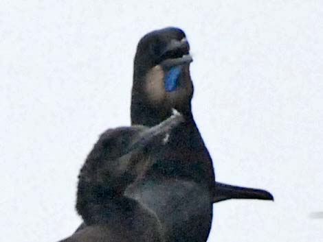 Brandt's Cormorant (Phalacrocorax penicillatus)