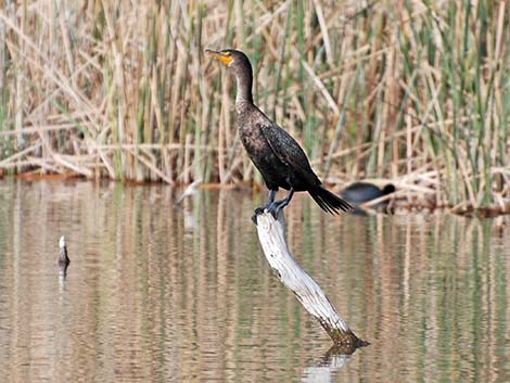 Double-crested Cormorant (Phalacrocorax auritus)