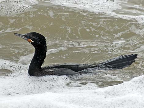 Neotropic Cormorant (Phalacrocorax brasilianus)