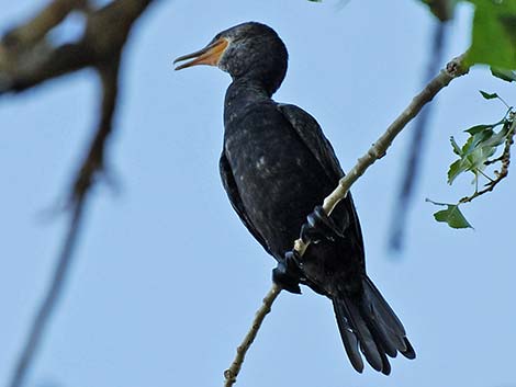 Neotropic Cormorant (Phalacrocorax brasilianus)