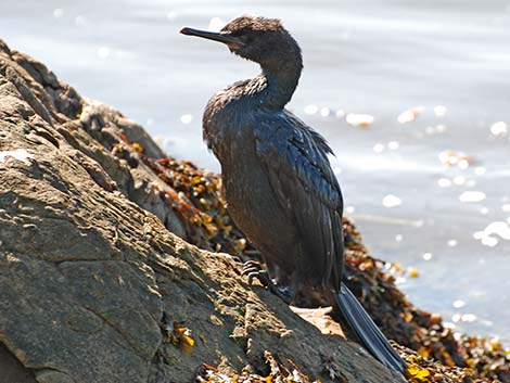 Pelagic Cormorant (Phalacrocorax pelagicus)