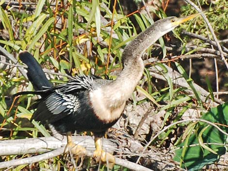 Anhinga (Anhinga anhinga)