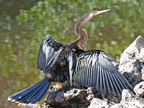 Anhinga (Anhinga anhinga)