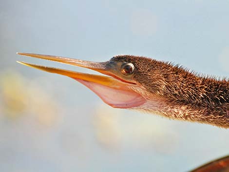 Anhinga (Anhinga anhinga)