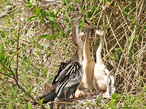 Anhinga (Anhinga anhinga)