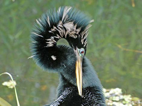 Anhinga (Anhinga anhinga)