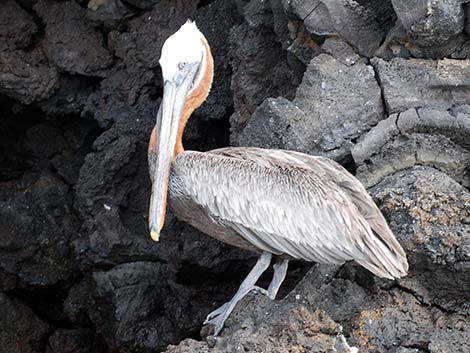 Brown Pelican (Pelecanus occidentalis)