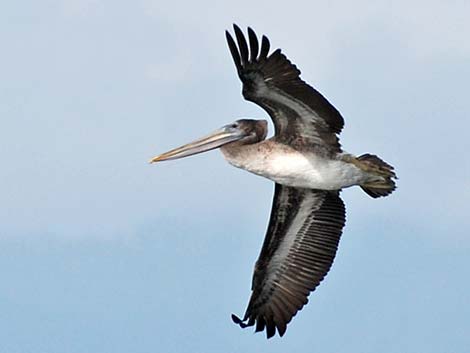 Brown Pelican (Pelecanus occidentalis)