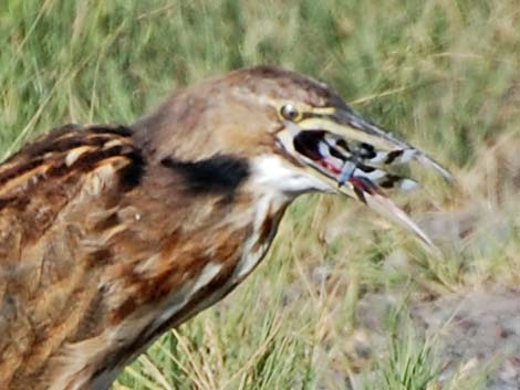 American Bittern (Botaurus lentiginosus)