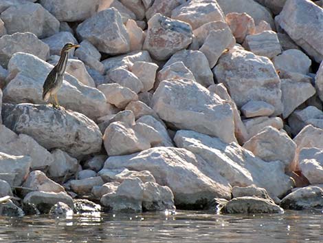 American Bittern (Botaurus lentiginosus)