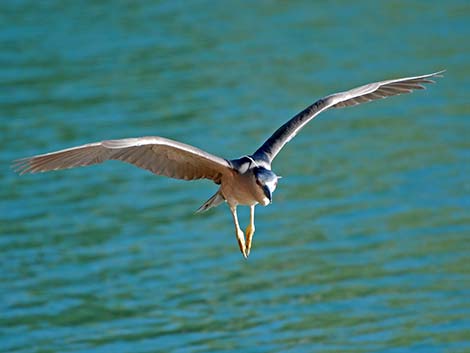 Black-crowned Night-Heron (Nycticorax nycticorax)