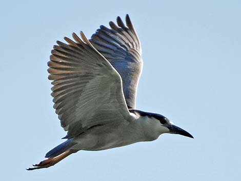 Black-crowned Night-Heron (Nycticorax nycticorax)