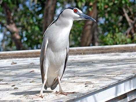 Black-crowned Night-Heron (Nycticorax nycticorax)