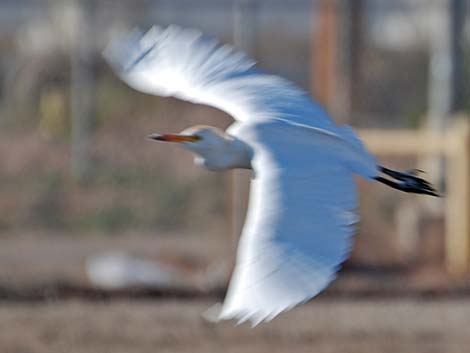 Cattle Egret (Bubulcus ibis)