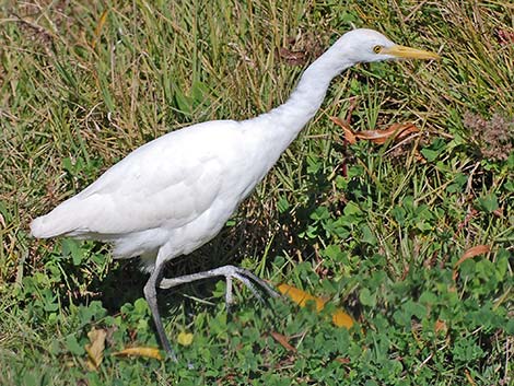 Cattle Egret (Bubulcus ibis)