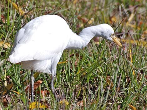 Cattle Egret (Bubulcus ibis)