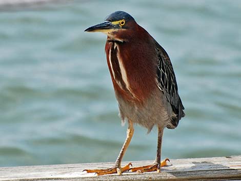 Green Heron (Butorides virescens)