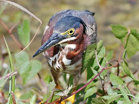 Green Heron (Butorides virescens)