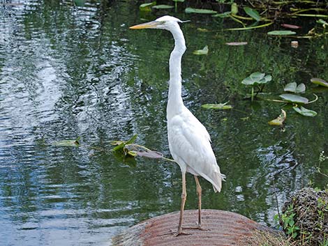 Great White Heron (Ardea herodias occidentalis)