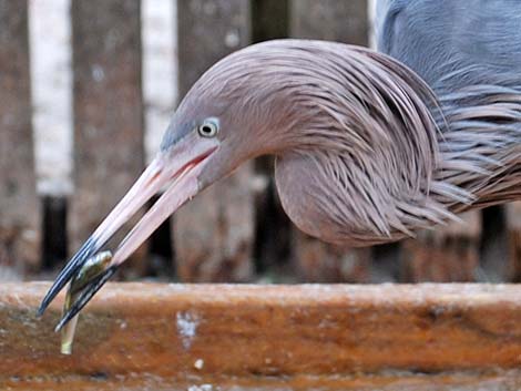 Reddish Egret (Egretta rufescens)