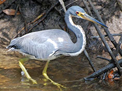 Tricolored Heron (Egretta tricolor)